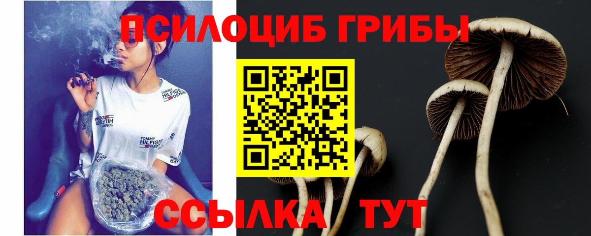 Псилоцибиновые грибы Psilocybine cubensis Нефтекумск